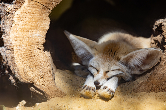 Фенек. Милая лисичка с крупными ушами. Обитает в пустыне Сахара и хорошо уживается с человеком. Фото: Shutterstock/FOTODOM