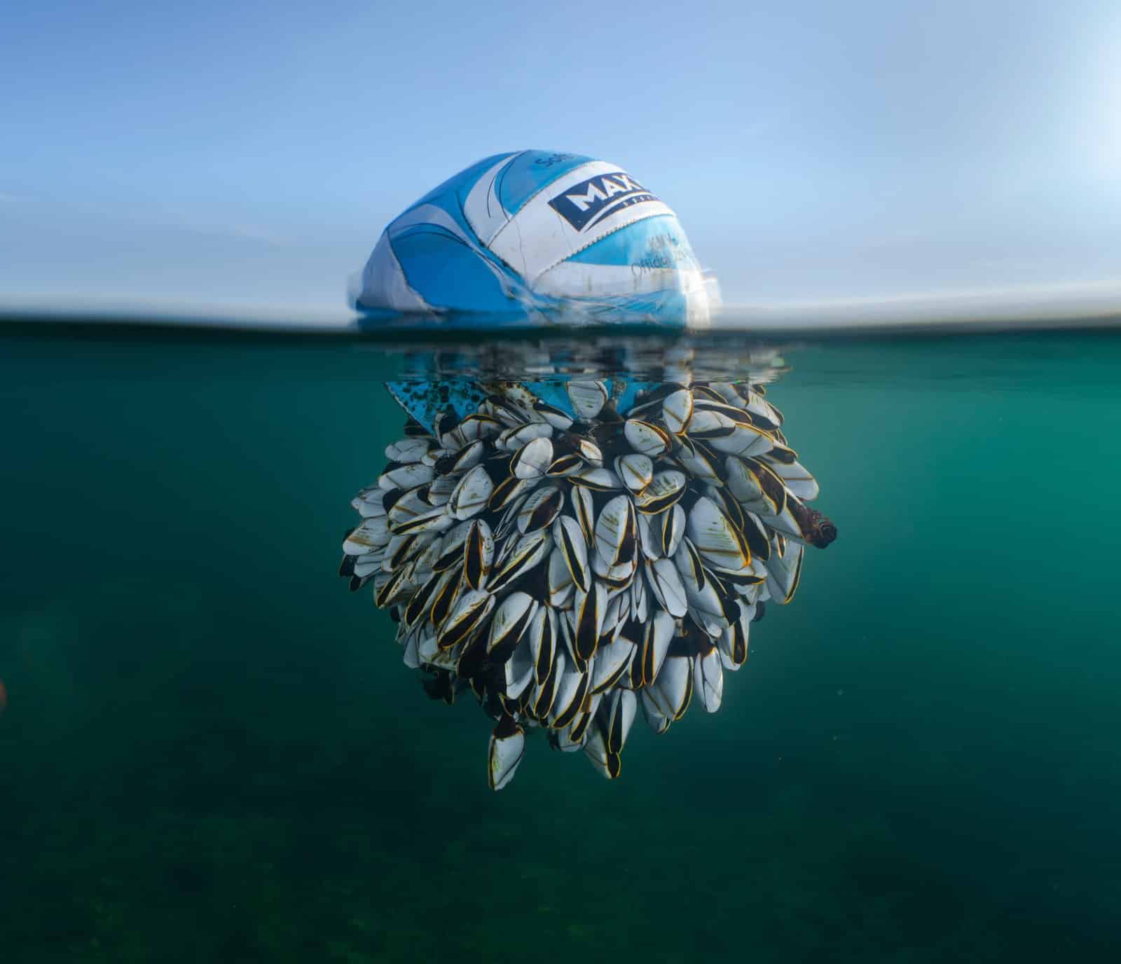 Снимок абсолютного победителя: «Бродяга океана» — фотография футбольного мяча, покрытого ракушками ниже ватерлинии / © Ryan Stalker