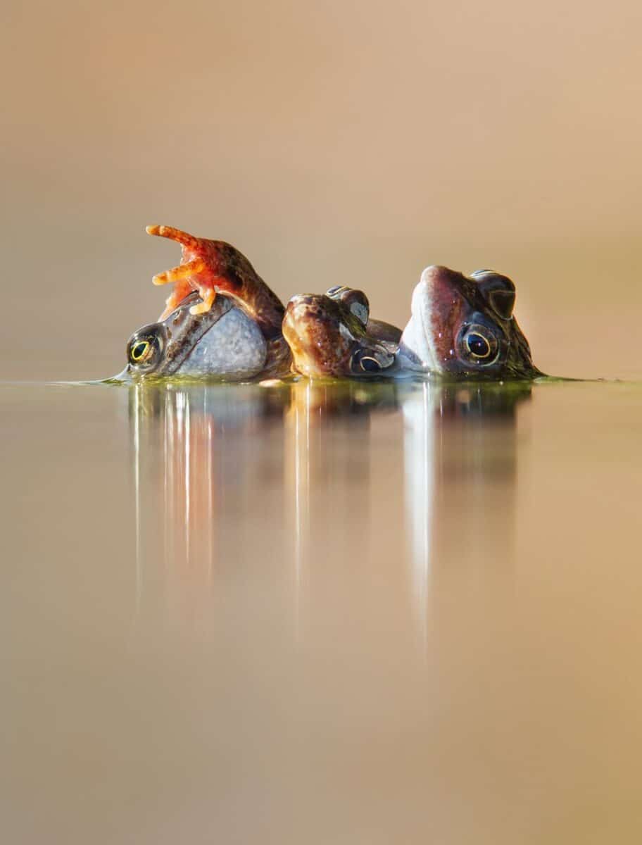 Победитель в категории «Поведение животных»: «Три лягушки» / © Ian Mason