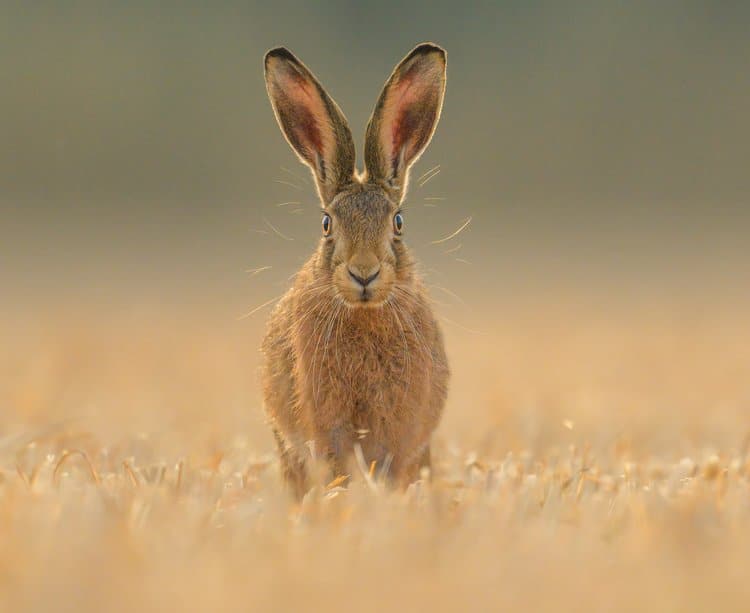 Второе место в категории «Портреты животных»: «Заяц на рассвете» / © Spencer Burrows