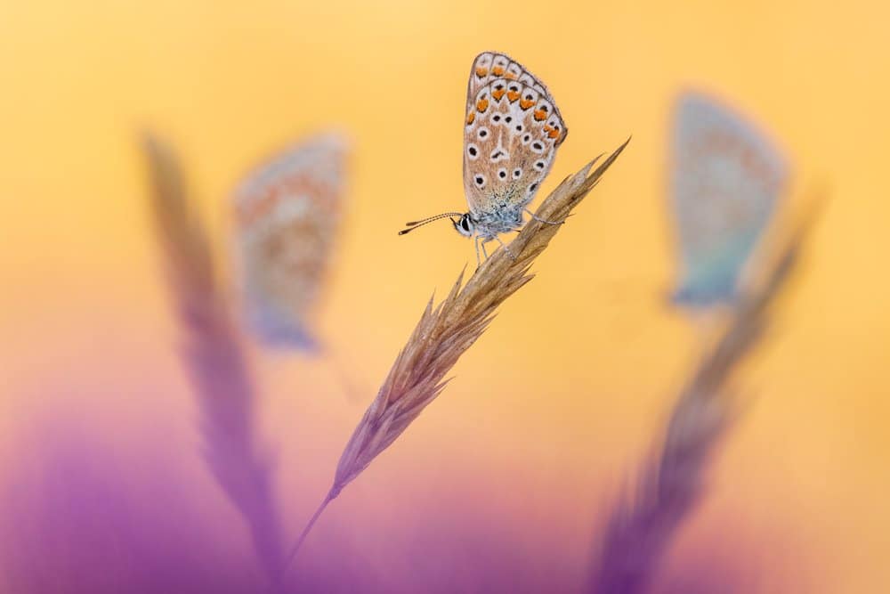 Победитель в категории «Скрытая Британия»: «Трое — это толпа», обыкновенная голубая бабочка / © Ross Hoddinott