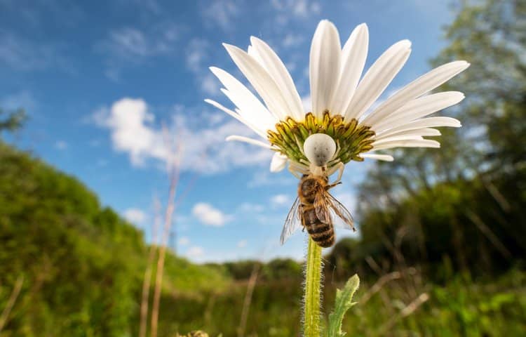 Второе место в категории «Скрытая Британия»: «Цветочный паук и медоносная пчела» / © Lucien Harris 