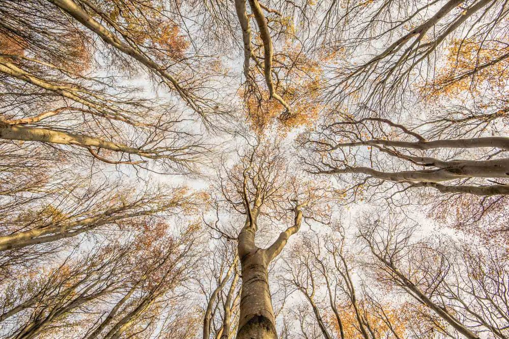 Победитель в категории «Дикие леса»: «Бук тянется к небу» / © Graham Niven 
