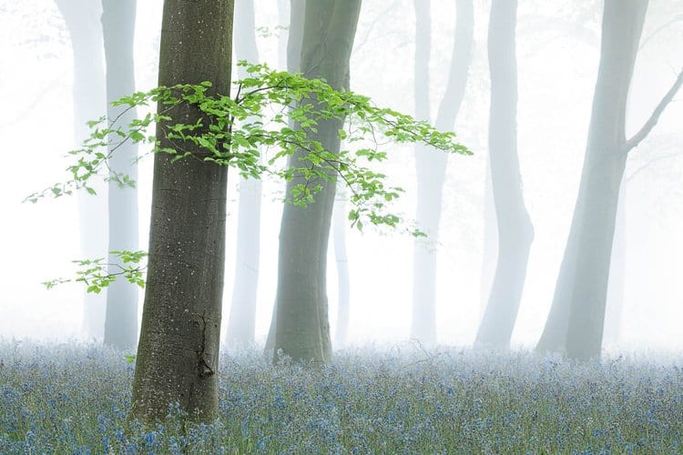 Второе место в категории «Дикие леса»: «В тумане», силуэты буков / © Philip Selby