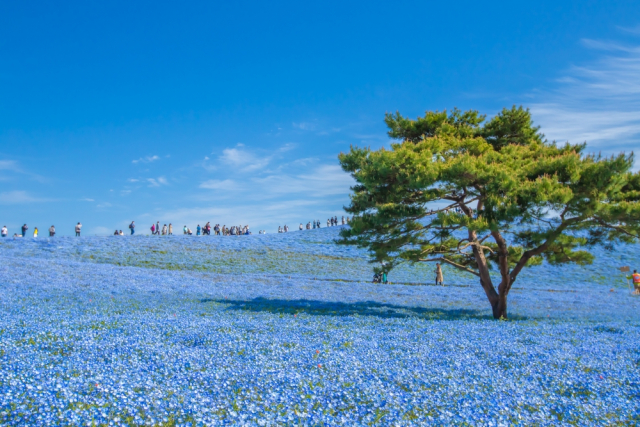 На территории парка Хитачи цветут свыше 5 млн цветов немофилы на площади 3,5 га. Фото: Spyan / Shutterstock/FOTODOM