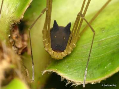 В тропических лесах Эквадора биолог заметил членистоногое с головой, напоминающей странного черного зайца. Или даже волка. Фото: Andreas Kay/Flickr.com