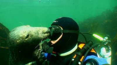Британский дайвер снимает на видео трогательные встречи с тюленями, но не советует другим следовать его примеру. Фото Ben Burville/Twitter