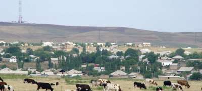 Коровы на окраине одной из деревень Казахстана.Коровы на окраине одной из деревень Казахстана. Фото Всемирного банка