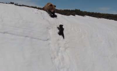 В Магаданской области в объектив беспилотника попали медведица и ее медвежонок, карабкающиеся по крутому заснеженному склону. Защитники природы возмущены принципом съемки.