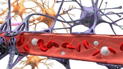 Американские медики заметили клетки бактерий, населяющие ткани нейроглии в мозге здоровых людей.