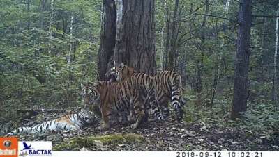 Спасенная от браконьеров в Приморье тигрица Золушка с двумя тигрятами, которая сейчас обитает в заповеднике &quot;Бастак&quot;. Кадр  ГТРК &quot;Владивосток&quot;