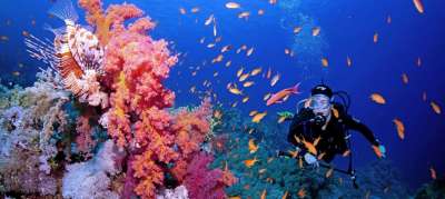 Коралловый риф в Красном море. Фото Синция Озеле Бисмарк/ Coral Reef Image Bank