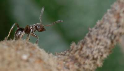 Некоторые растения предоставляют муравьям пищу и кров, получая взамен защиту и средство распространения семян. Биологи, наконец, установили, как начался их союз.