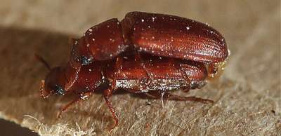 После повторяющихся периодов повышенной температуры самцы некоторых жуков становятся почти бесплодными. На фото малые булавоусые хрущаки. Фото: University of East Anglia