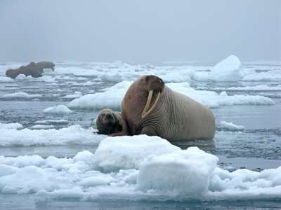 Главные проблемы сокращения моржей – климат и вторжение людей на их территорию.