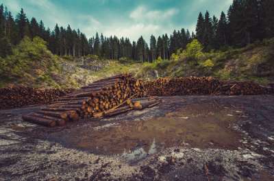 Типовые договора безвозмездного пользования лесными участками будут утверждаться уполномоченным федеральным органом исполнительной власти.