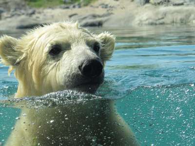 Сейчас на Чукотке обитают якутские бараны и белые медведи, включенные в Красную книгу РФ.