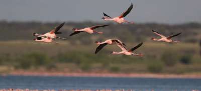 Фламинго - в числе перелетных птиц, которых в ООН призывают защищать от последствий изменения климата. Фото Марк Аедерсон