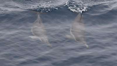 Дельфины у побережья Австралии. Архивное фото CC BY 2.0 / Ed Dunens / Common Dolphins