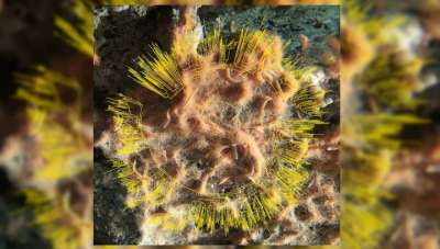 Изображение глубоководного микробного сообщества в бассейне Гуаймас в Калифорнийском заливе. Микроорганизмы, обитающие здесь, приспособились к экстремальным условиям, а питаются они углеводородами. Фото Brett Baker/University of Texas at Austin.