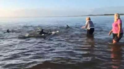 На Карикари, одном из северных островов Новой Зеландии, около 40 дельфинов пытались выброситься на берег.