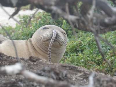 Гавайские тюлени-монахи ищут пищу, засовывая морду под камни. Иногда туда могут попасть посторонние объекты, от которых сами тюлени избавиться не могут.