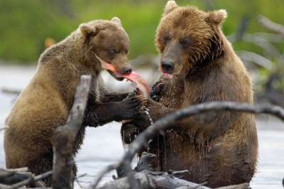 Камчатка - сытное место для медведя. Фото: Игорь Шпиленок