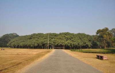 В Индии бенгальский фикус является весьма почитаемым и священным деревом.
