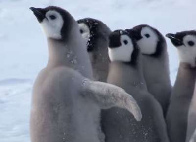 Юные пингвины беззащитны перед безжалостными хищниками, но иногда они могут рассчитывать на помощь пернатых собратьев.