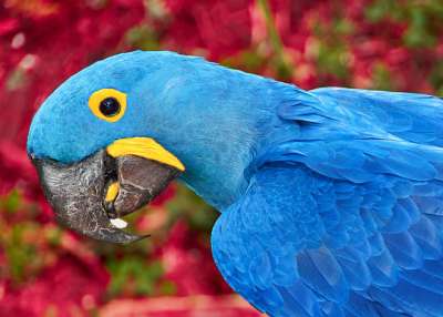 Голубой ара, ставший знаменитым после мультфильма 2011 года «Рио», был объявлен вымершим в дикой природе. Фото Zenobillis | Shutterstock
