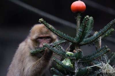 В вольере обезьян деревья даже украсили овощами.