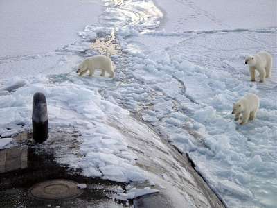 Для белых медведей подводные лодки — не столько занимательный объект, сколько возможность перекусить. Фото: Mark Barnoff/U.S. Navy