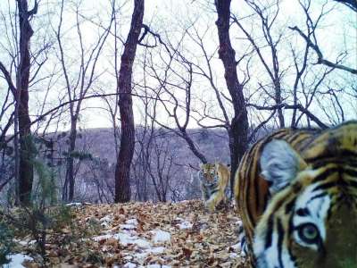 Амурский тигр – самый крупный и самый северный подвиг тигра на планете. 