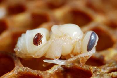 Клещ на личинке пчелы. Фото: Gilles San Martin