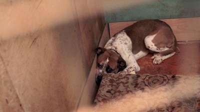 После гибели свыше 40 животных задержан глава приюта для собак