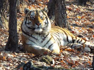 Ранее сообщалось, что хищника планируют отправить в краснодарский &quot;Парк тигров&quot;. Фото safaripark25.ru