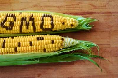 Противники ГМО считают себя более знающими, чем те, кто спорит о климате. Иллюстрация nevarpp / Depositphotos