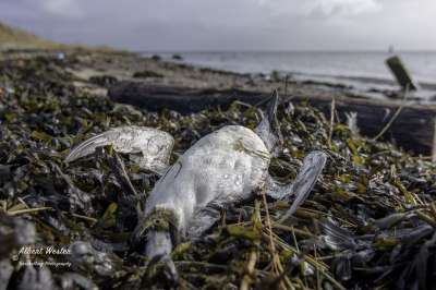 Столь массовая гибель морских птиц не наблюдалась с 1980&amp;#8722;90-х гг. Фото: Albert Wester /Twitter