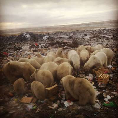 В Северном флоте также советовали не привлекать животных, не пытаться их подкармливать и не оставлять пищевые отходы в свободном доступе. Фото instagram.com/friend__of__your__friend