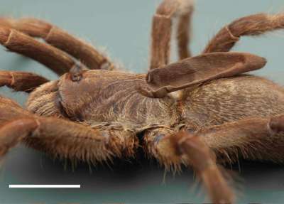Самка Ceratogyrus attonitifer. Масштаб — один сантиметр.  John M. Midgley, Ian Engelbrecht / African Invertebrates, 2019