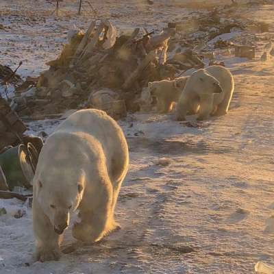 Наличие свалок оказывает влияние на появление белых медведей на Новой Земле. Фото: amic_ru / VK