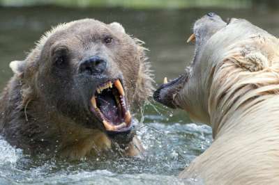 В дикой природе у белых и бурых медведей добрососедские отношения складываются редко. Фото: EPA