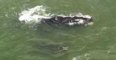 Как сообщило издание Daytona Beach News Journal, речь идет о северном гладком ките. Фото instagram.com/newsdaytonabeach