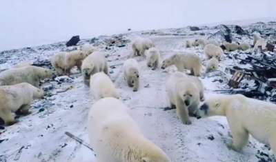 Эксперты отмечают, что одной из причин нашествия белых медведей является изменение климата