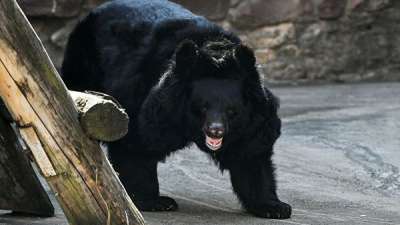 Гималайский медведь в Московском зоопарке. Фото РИА Новости / Владимир Песня
