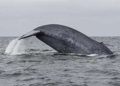 Синий кит ныряет у берегов Южной Калифорнии. Фото Oregon State University