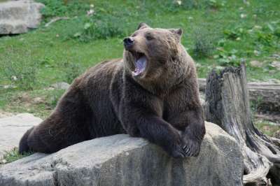 Чем чаще бурые медведи подбирают за людьми объедки, чем короче у них становится зимняя спячка.