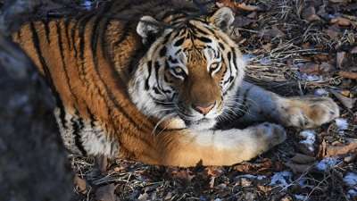 Тигр Амур в Приморском сафари-парке. Архивное фото РИА Новости / Виталий Аньков