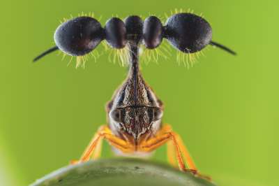 Шаровидные выросты панциря у горбатки из рода Bocydium торчат над головой и напоминают гриб, убивающий насекомых.