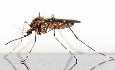 Это открытие может привести к появлению нового поколения веществ, заманивающих взрослых комаров в специальные ловушки, а также средств защиты от москитов. 